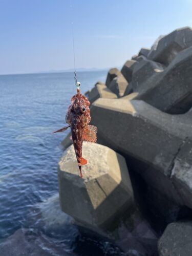 海釣り始めました